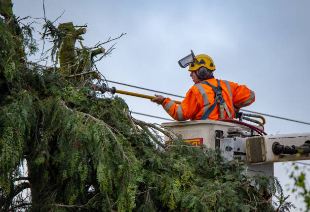 Best Emergency Tree Removal  in USA